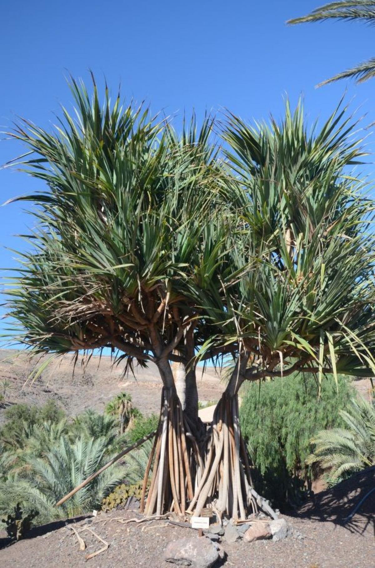 Palm trees’ production Garden Center Fuerteventura